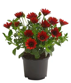 Kapkörbchen, Verschiedene Farben -Pflanzen Promotion Geschäft 8812083 WE FS 006 KapkoerbchenOsteospermumCultivarsT12OWDehnerExpressHerzig