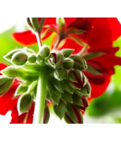 Bodendeckergeranie 'Rubin' -Pflanzen Promotion Geschäft 8813008 PR DE 004 GeranieRubinCalliopeXXLDarkRedSyngenta