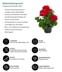 Bodendeckergeranie 'Rubin' -Pflanzen Promotion Geschäft 8813008 WE IG 001 Bodendeckergeranie