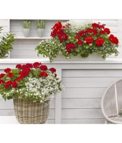 Bodendeckergeranie 'Rubin' -Pflanzen Promotion Geschäft 8813008 WE MO 002 GeranieRubinEuphorbiaDiamondfrostRenner