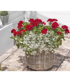 Bodendeckergeranie 'Rubin' -Pflanzen Promotion Geschäft 8813008 WE MO 004 GeranieRubinEuphorbiaDiamondfrostRenner