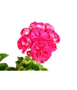 Stehende Geranie 'Rosenmädchen' -Pflanzen Promotion Geschäft 8813347 WE DE 001 GeranieRosenmaedchenPelargoniumT12