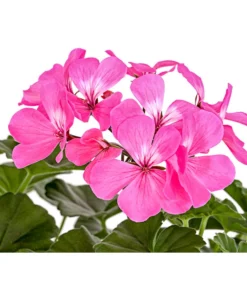 Bodendecker-Geranie 'Caliente Dark', Verschiedene Farben -Pflanzen Promotion Geschäft 8813479 PR DE 001 PelargoniumInterspezificBodendeckerGeranieCalienteDarkPinkDehnerExpressHerzig