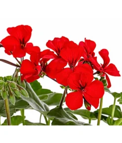 Bodendecker-Geranie 'Caliente Dark', Verschiedene Farben -Pflanzen Promotion Geschäft 8813479 PR DE 001 PelargoniumInterspezificBodendeckerGeranieCalienteDarkRotDehnerExpressHerzig