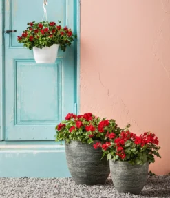 Bodendecker-Geranie 'Caliente Dark', Verschiedene Farben -Pflanzen Promotion Geschäft 8813479 WE MO 001 BodendeckergeranieCalienteDarkT13