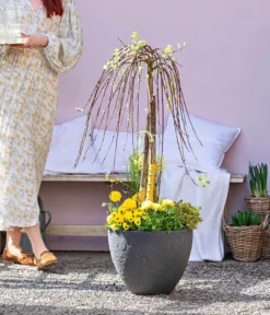 Dehner Gourmet Garten Zitronen-Thymian -Pflanzen Promotion Geschäft 8815011 WE MO 001 FrueheFarbefuersZuhauseGelb