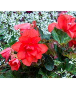 Knollenbegonie, Verschiedene Farben -Pflanzen Promotion Geschäft 8815110 PR MO 001 BegoniaBegonieBGALucknerMai2017