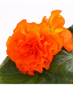 Knollenbegonie, Verschiedene Farben -Pflanzen Promotion Geschäft 8815110 WE DE 001 KnollenbegonieBegoniaTuberhybridaT12OWDehnerExpressHerzig