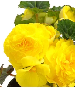 Knollenbegonie, Verschiedene Farben -Pflanzen Promotion Geschäft 8815110 WE DE 002 KnollenbegonieBegoniaTuberhybridaT12OWDehnerExpressHerzig