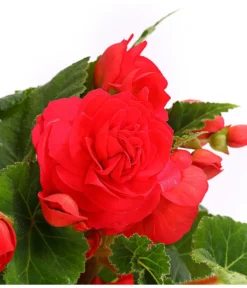 Knollenbegonie, Verschiedene Farben -Pflanzen Promotion Geschäft 8815110 WE DE 003 KnollenbegonieBegoniaTuberhybridaT12OWDehnerExpressHerzig