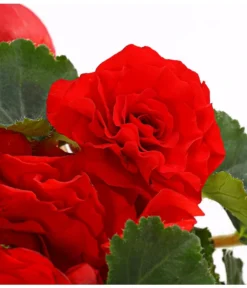 Knollenbegonie, Verschiedene Farben -Pflanzen Promotion Geschäft 8815110 WE DE 004 KnollenbegonieBegoniaTuberhybridaT12OWDehnerExpressHerzig