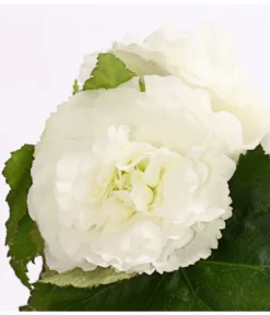 Knollenbegonie, Verschiedene Farben -Pflanzen Promotion Geschäft 8815110 WE DE 005 KnollenbegonieBegoniaTuberhybridaT12OWDehnerExpressHerzig