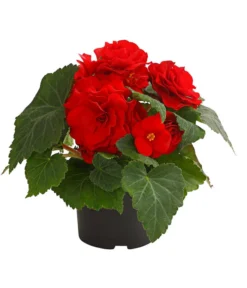 Knollenbegonie, Verschiedene Farben -Pflanzen Promotion Geschäft 8815110 WE FS 004 KnollenbegonieBegoniaTuberhybridaT12OWDehnerExpressHerzig