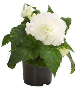 Knollenbegonie, Verschiedene Farben -Pflanzen Promotion Geschäft 8815110 WE FS 005 KnollenbegonieBegoniaTuberhybridaT12OWDehnerExpressHerzig