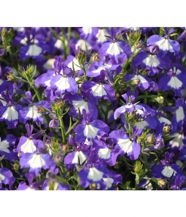 Männertreu 'Blue Eye' 7 Männertreu 'Blue Eye' – Bild 7