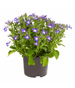 Männertreu 'Blue Eye'