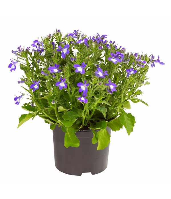 Männertreu 'Blue Eye' 1 Männertreu 'Blue Eye'