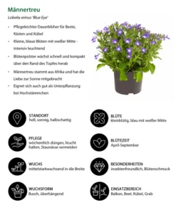 Männertreu 'Blue Eye' 12 Männertreu 'Blue Eye' -Pflanzen Promotion Geschäft 8815649 WE IG 001 Maennertreu