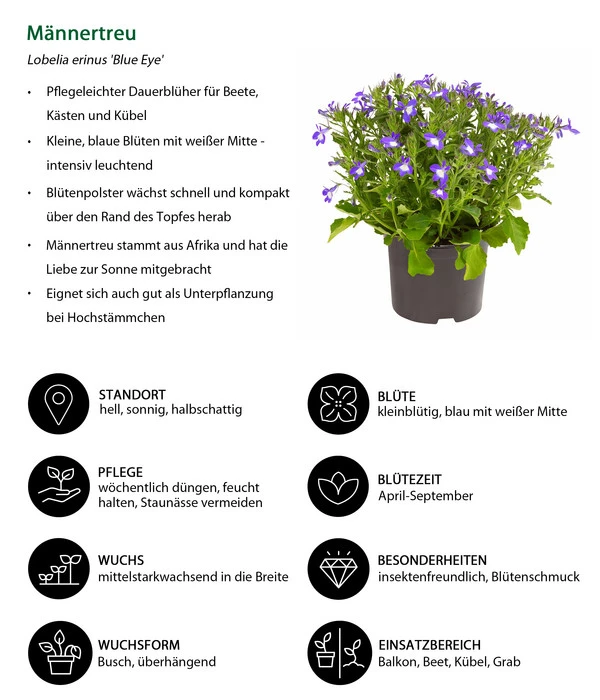 Männertreu 'Blue Eye' 6 Männertreu 'Blue Eye' – Bild 6