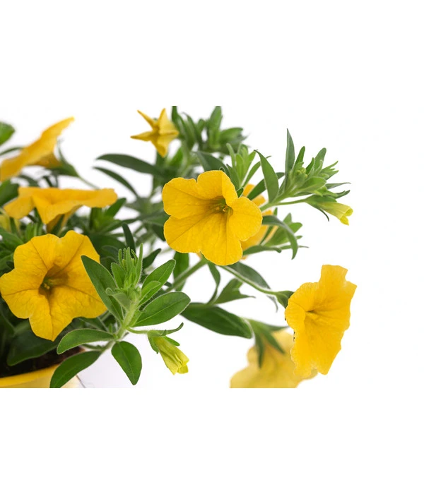 Minihängepetunie, Gelb 2 Minihängepetunie, Gelb – Bild 2