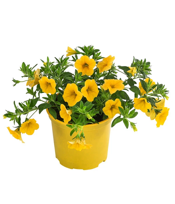 Minihängepetunie, Gelb 1 Minihängepetunie, Gelb