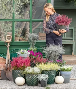 Mueca - Gitterkraut Und Mühlenbeckia -Pflanzen Promotion Geschäft 8815763 WE MO 001 MuecaGitterkrautMuehlenbeckia