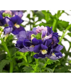 Elfenspiegel, Verschiedene Sorten -Pflanzen Promotion Geschäft 8815888 PR DE 002 NemesiaElfenspiegelT11DehnerExpressHerzig