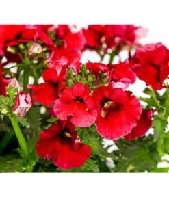 Elfenspiegel, Verschiedene Sorten -Pflanzen Promotion Geschäft 8815888 PR DE 004 NemesiaElfenspiegelT11DehnerExpressHerzig