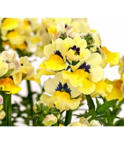 Elfenspiegel, Verschiedene Sorten -Pflanzen Promotion Geschäft 8815888 PR DE 005 NemesiaElfenspiegelT11DehnerExpressHerzig