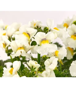 Elfenspiegel, Verschiedene Sorten -Pflanzen Promotion Geschäft 8815888 PR DE 006 NemesiaElfenspiegelT11DehnerExpressHerzig