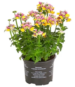 Elfenspiegel, Verschiedene Sorten -Pflanzen Promotion Geschäft 8815888 PR FS 001 NemesiaElfenspiegelT11DehnerExpressHerzig
