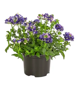 Elfenspiegel, Verschiedene Sorten -Pflanzen Promotion Geschäft 8815888 PR FS 002 NemesiaElfenspiegelT11DehnerExpressHerzig