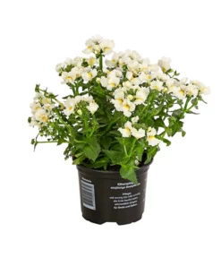 Elfenspiegel, Verschiedene Sorten -Pflanzen Promotion Geschäft 8815888 PR FS 006 NemesiaElfenspiegelT11DehnerExpressHerzig