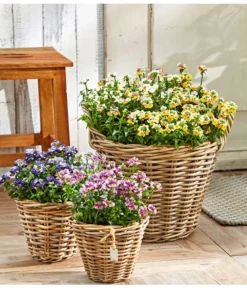 Elfenspiegel, Verschiedene Sorten -Pflanzen Promotion Geschäft 8815888 PR MO 001 NemesiaBL18NeuUveSauer