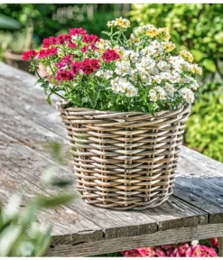 Elfenspiegel, Verschiedene Sorten -Pflanzen Promotion Geschäft 8815888 PR MO 014 NemesiaElfenspiegelherzig