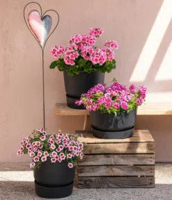 Elho Kunststoff-Topf Greenville, Ca. Ø19/H18 Cm -Pflanzen Promotion Geschäft 8815938 6769020 6714232 8811580 8818445 WE MO 001 MHPRosenaugeKnutschfleck