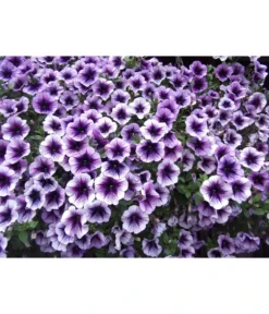 Hängepetunie, Besonderheit, Verschiedene Sorten 13 Hängepetunie, Besonderheit, Verschiedene Sorten -Pflanzen Promotion Geschäft 8816118 PR DE 001 HaengepetunieGeadert