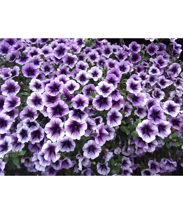 Hängepetunie, Besonderheit, Verschiedene Sorten 7 Hängepetunie, Besonderheit, Verschiedene Sorten – Bild 7