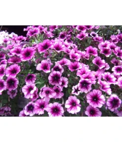 Hängepetunie, Besonderheit, Verschiedene Sorten 12 Hängepetunie, Besonderheit, Verschiedene Sorten -Pflanzen Promotion Geschäft 8816118 WE DE 002 HaengepetunieGeadertPink