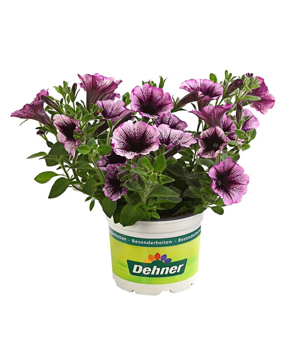 Hängepetunie, Besonderheit, Verschiedene Sorten 2 Hängepetunie, Besonderheit, Verschiedene Sorten – Bild 2