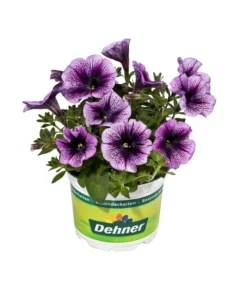 Hängepetunie, Besonderheit, Verschiedene Sorten 9 Hängepetunie, Besonderheit, Verschiedene Sorten -Pflanzen Promotion Geschäft 8816118 WE FS 001 HaengepetunieBesonderheitenPetunieT12DehnerExpressEvaWunderlich