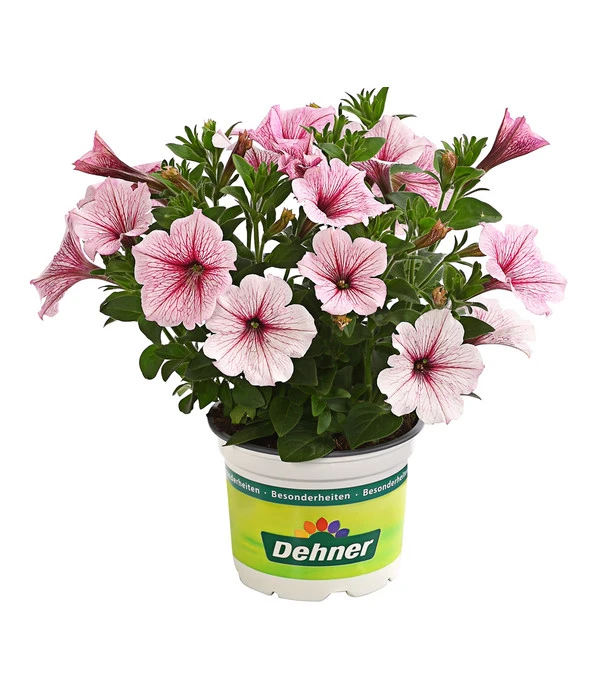 Hängepetunie, Besonderheit, Verschiedene Sorten 1 Hängepetunie, Besonderheit, Verschiedene Sorten