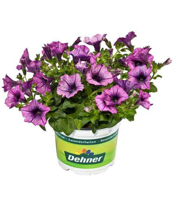 Hängepetunie, Besonderheit, Verschiedene Sorten 4 Hängepetunie, Besonderheit, Verschiedene Sorten – Bild 4