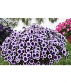 Hängepetunie, Besonderheit, Verschiedene Sorten 11 Hängepetunie, Besonderheit, Verschiedene Sorten -Pflanzen Promotion Geschäft 8816118 WE MO 001 PetuniePurpleRaySortensichtungDanziger2012StefanGloede