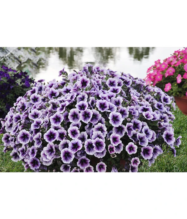 Hängepetunie, Besonderheit, Verschiedene Sorten 5 Hängepetunie, Besonderheit, Verschiedene Sorten – Bild 5