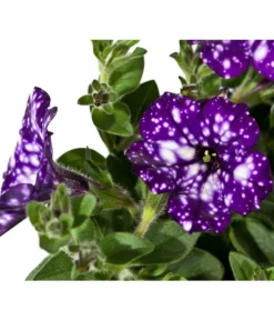 Hängepetunie 'Night Sky' -Pflanzen Promotion Geschäft 8816506 WE DE 002 PetuniaNightSky DehnerExpressWunderlich