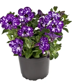 Hängepetunie 'Night Sky'