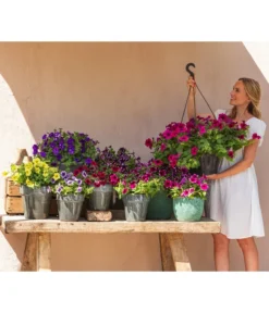 Hängepetunie 'Night Sky' -Pflanzen Promotion Geschäft 8816506 WE MO 003 NightSky BestofPetunien