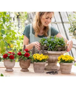 Ranunkel, Verschiedene Farben -Pflanzen Promotion Geschäft 8817355 6874812 6855456 8244501 8808214 WE MO 001 GC02 2022