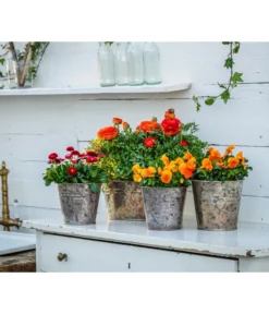 Ranunkel, Verschiedene Farben -Pflanzen Promotion Geschäft 8817355 8810079 WE MO 001 RanunkelnGaensebluemchen